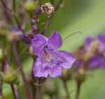 Sharpsepal beardtongue